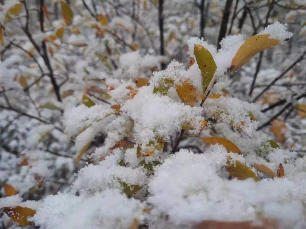 这里下雪啦！太康气温降至…