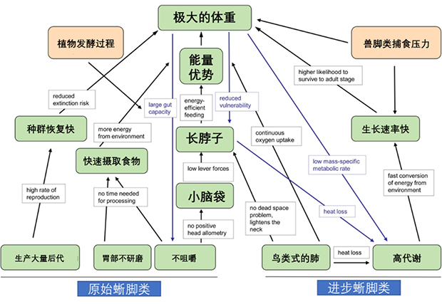 恐龙可以长那么大，人为什么不行？