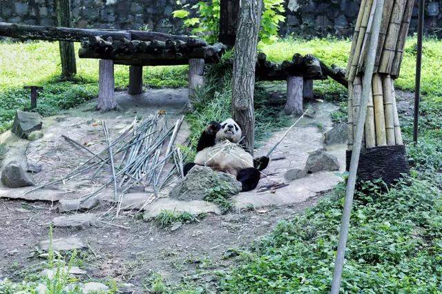 成都大熊猫繁育研究基地将限流，还要预约？别慌，你可以来这里看