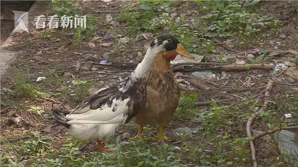 小区楼道成为鸡鸭窝环境遭殃居民：是给孩子玩耍的