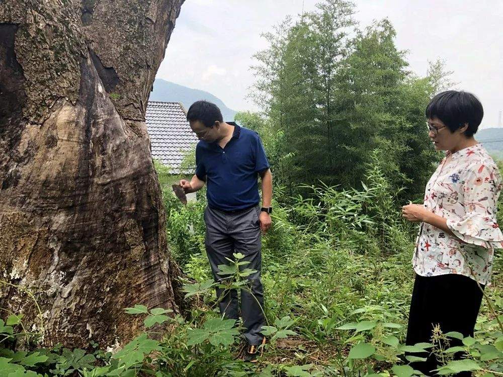 森林医生来“体检”，百年古树又逢春