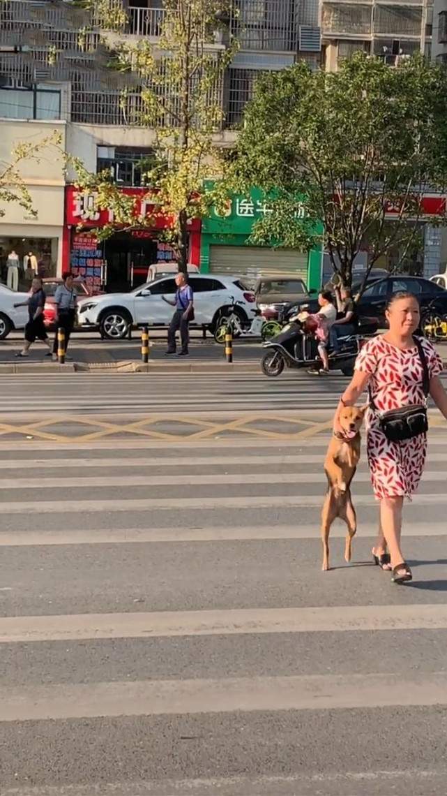 大妈拎着狗过马路，女子看着看着忍不住笑喷，女子：画面有点眼熟