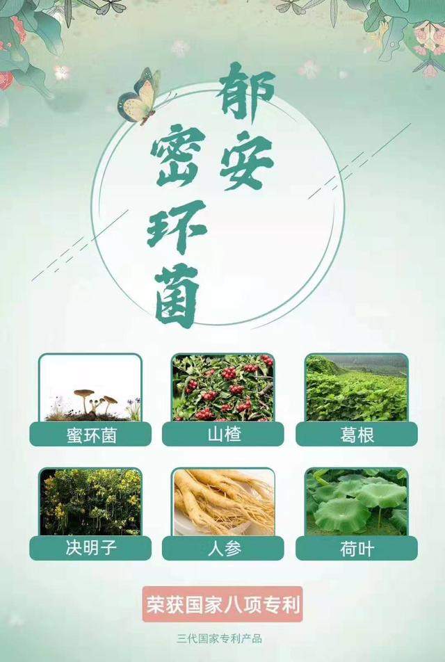 郁安蜜环菌，针对眩晕的菌膳疗法