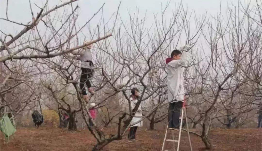 【管理】落叶果树整形修剪误区和科学修剪方法！