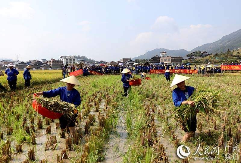 广西三江：侗乡妇女田间竞技庆丰收