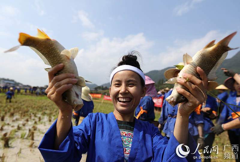 广西三江：侗乡妇女田间竞技庆丰收