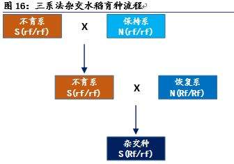 【生物可恋】杂交水稻