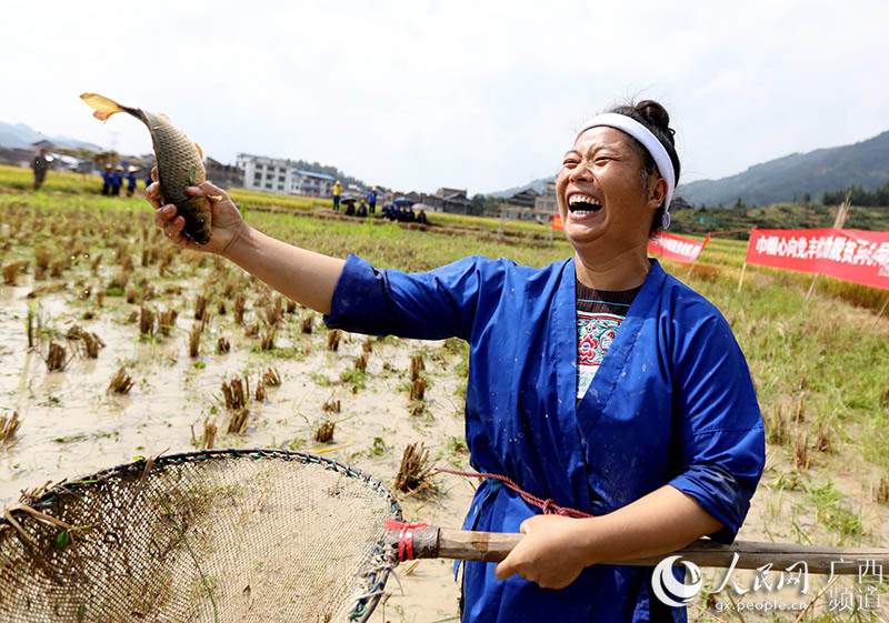 广西三江：侗乡妇女田间竞技庆丰收