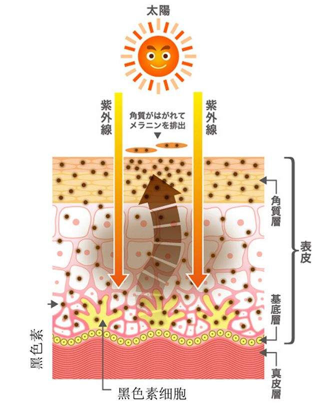 鏂板搧鈹冨浗闄呰秴妯＄背鍏拌揪鍙効閮藉湪鍚冿紝SGS鏉冨▉妫€楠岋紝98%鐢ㄦ埛璁よ瘉鈥滄渶鎳掔編鐧芥硶鈥濓紒