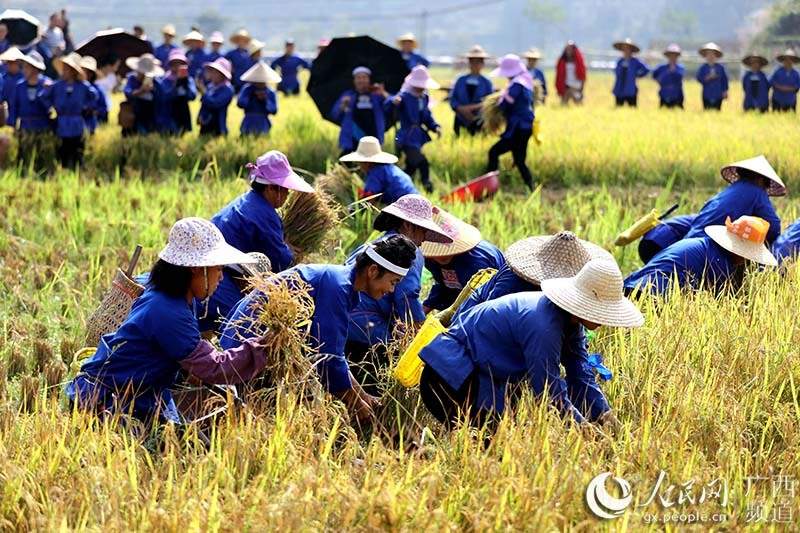 广西三江：侗乡妇女田间竞技庆丰收