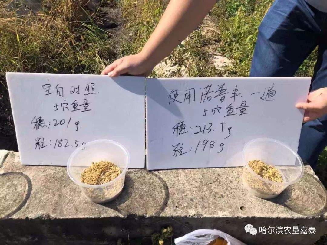 真的取消粮食补贴，粮价会怎么样？