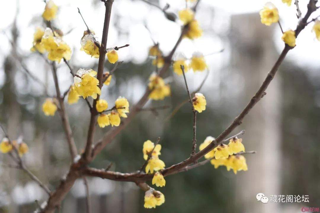 大树底下有人家---小南家的老宅翻修记之八