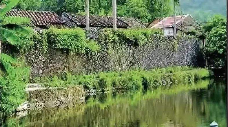 四会呢个地方入选“广东十大魅力古树乡村”，并且人面子古树入选“广东最美古树”！