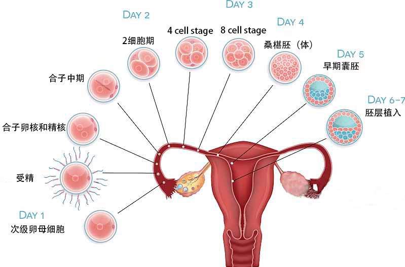 女性篇之卵巢