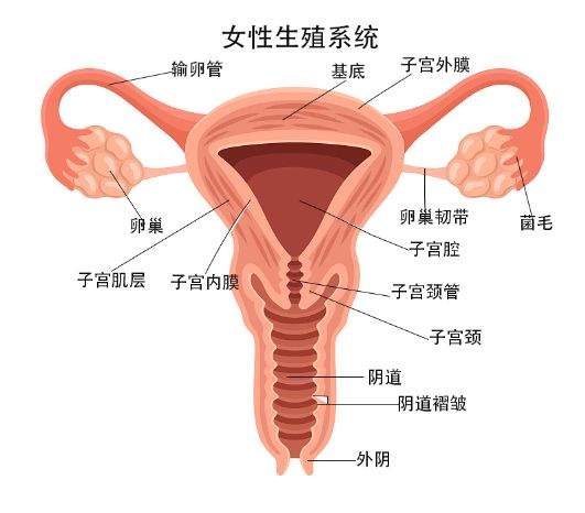 女性篇之卵巢