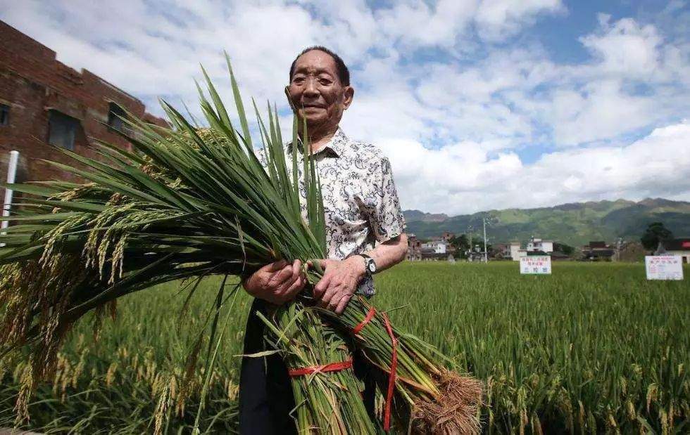 袁隆平与肥料的故事，你或许不知道！