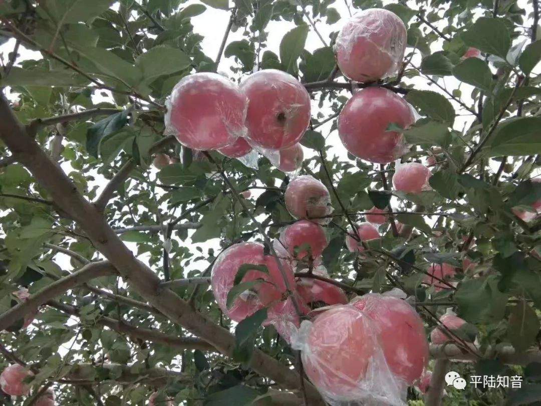 平陆苹果甲天下