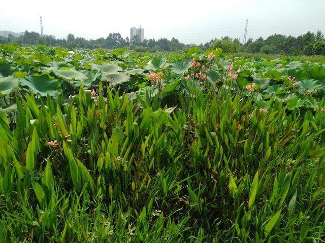 成都看花最佳地，占地1500亩的国家4A级景区，拍照人数越来越多