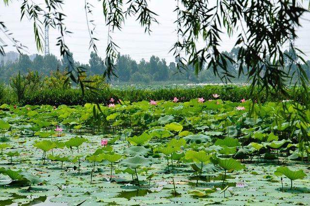 成都看花最佳地，占地1500亩的国家4A级景区，拍照人数越来越多