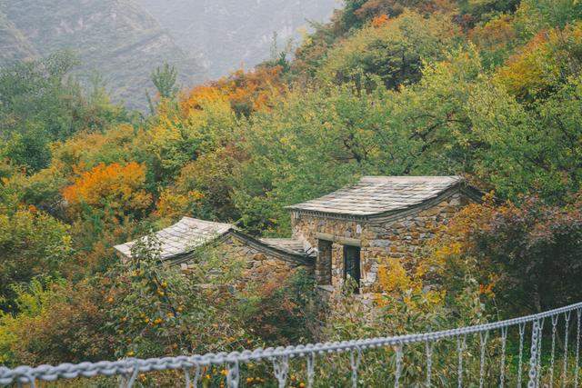 北京京郊秋日正浓，坡峰岭红叶节赏万亩黄栌红