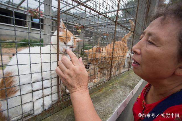 女富商花光百万家产，救助5000多只流浪猫狗，苦寻接班人