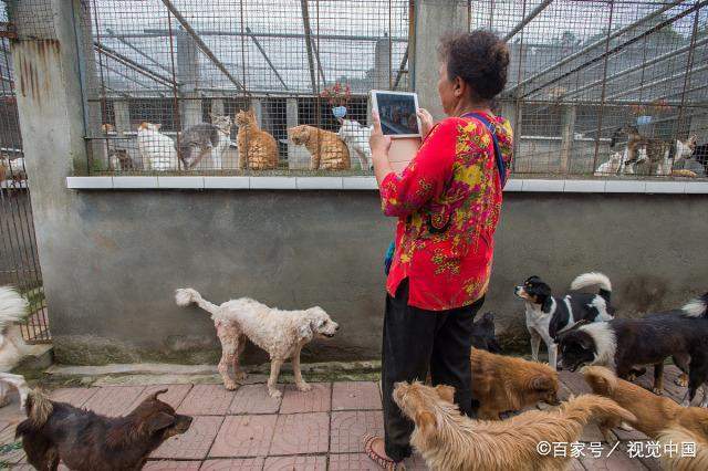 女富商花光百万家产，救助5000多只流浪猫狗，苦寻接班人