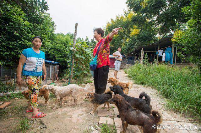 女富商花光百万家产，救助5000多只流浪猫狗，苦寻接班人