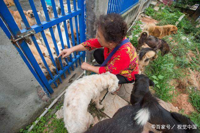 女富商花光百万家产，救助5000多只流浪猫狗，苦寻接班人