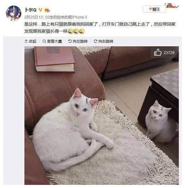 下班路上捡回一只流浪猫，回家后彻底傻眼，与家猫长得竟一模一样