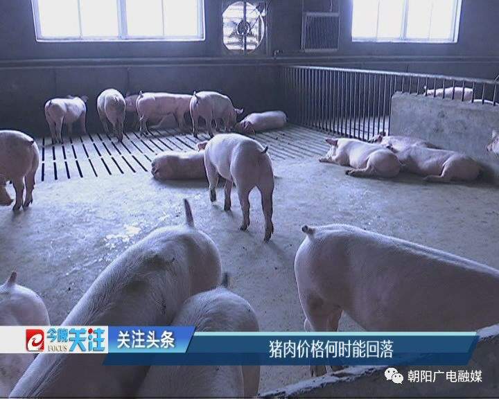 猪肉价格何时能回落？