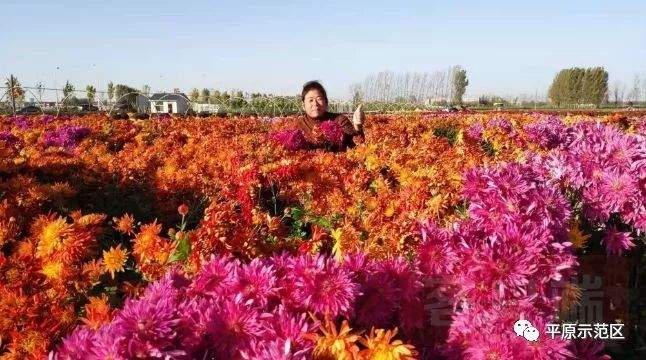 河南日报点赞！大学生“解甲归田”种菊花，“老把式”们感叹：“真的比咱牛！”