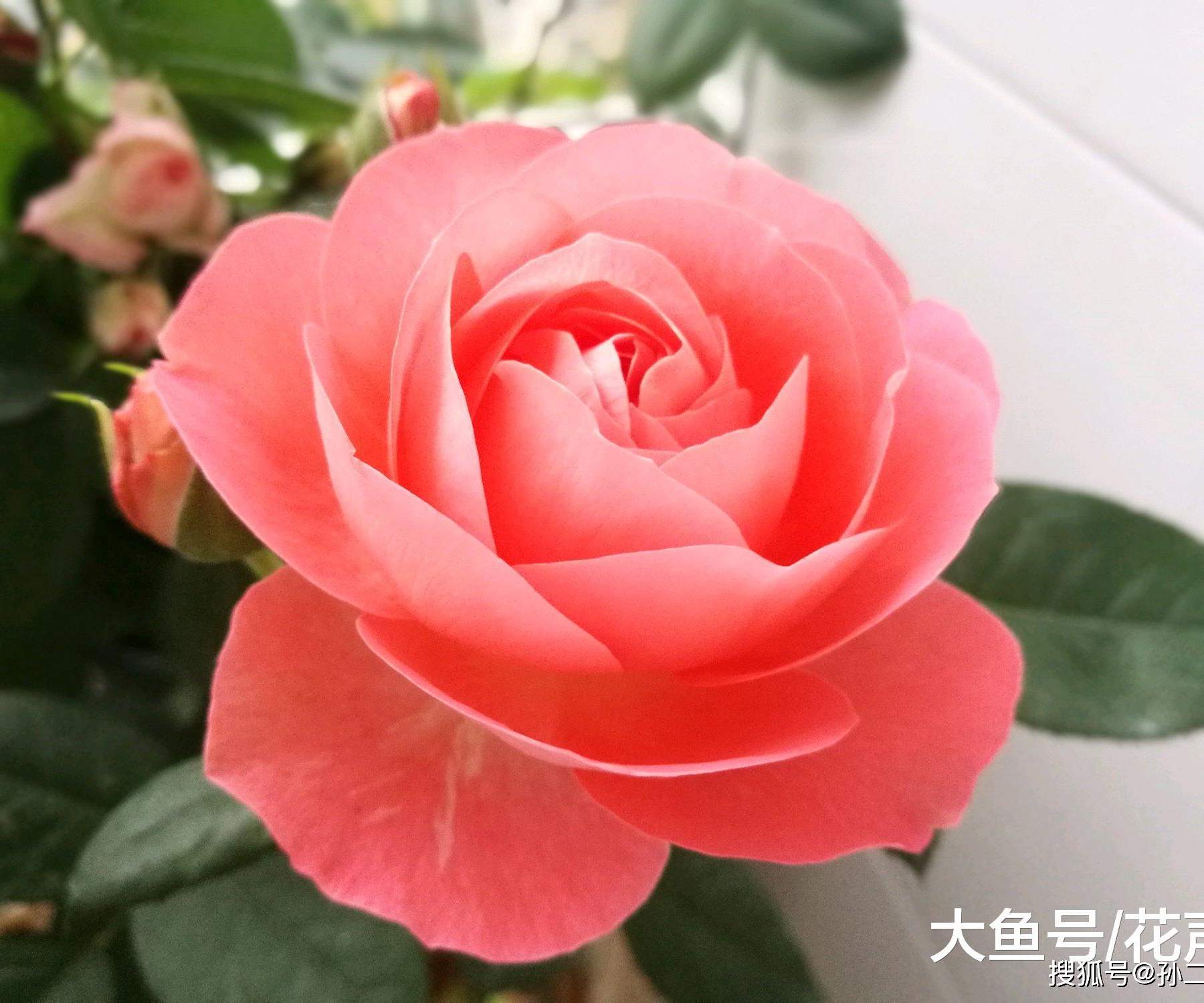 此款盆栽花卉，花美似玫瑰花，花香赛香水，周年开花，室内也能养