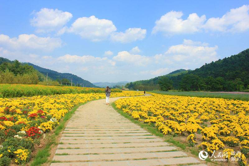 种菊与分菊：因分享而美好，因分享而灿烂