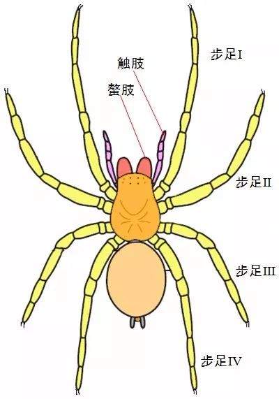 活了4亿年的“怪物”，竟然还是个“被献血”积极分子？