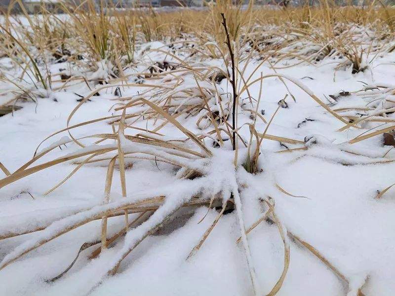 2019第一场雪景已到货，点我查收！