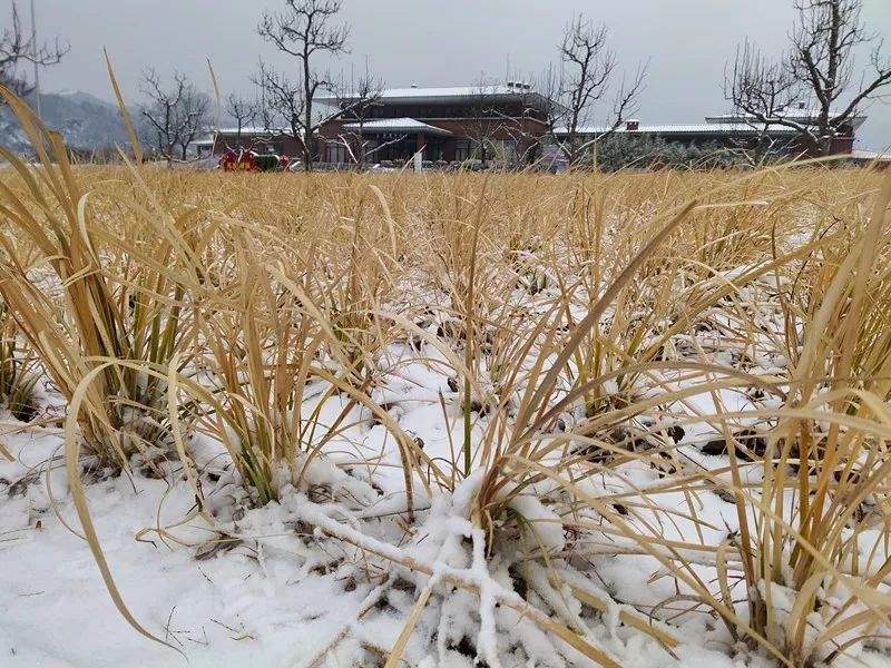 2019第一场雪景已到货，点我查收！