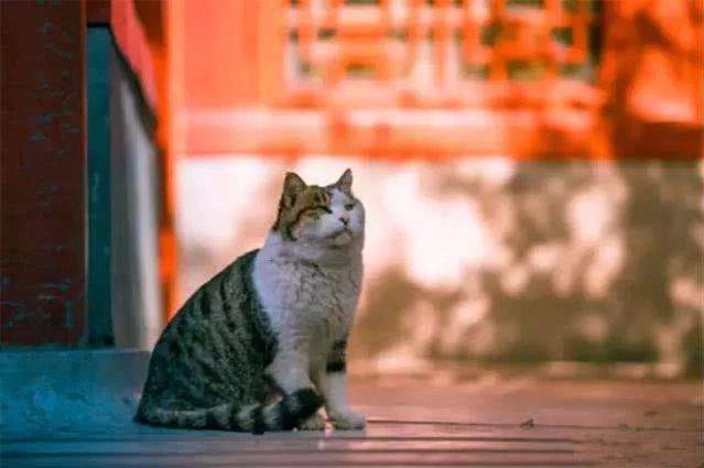 从猫的故事教给孩子“生命教育”！