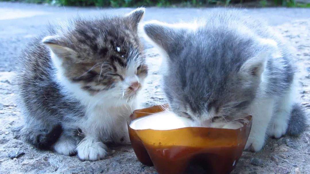 猫到底能不能喝牛奶？打破关于牛奶的3大误解！