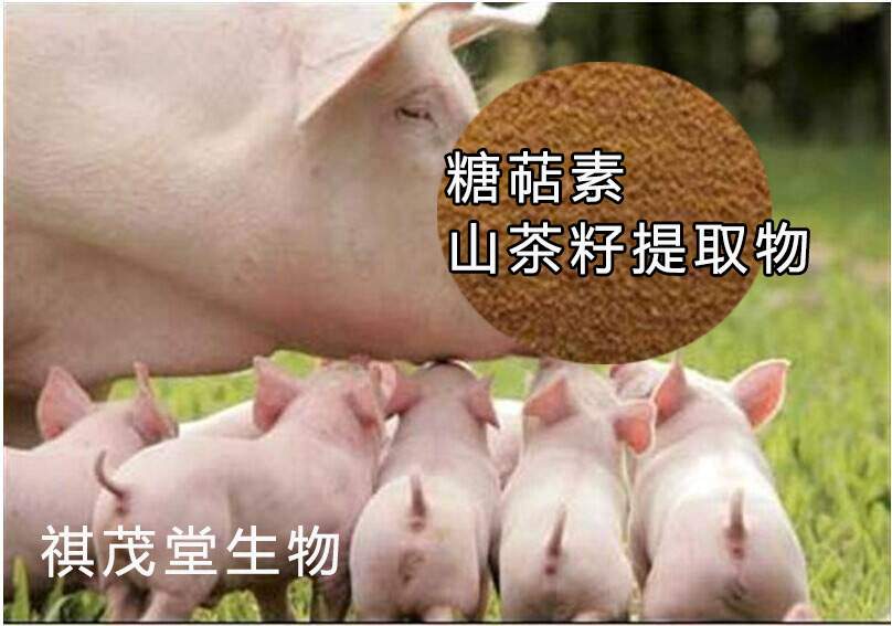 如何育肥猪？猪吃什么长得快？民间养猪高人有秘方：用糖萜素促进猪生长！