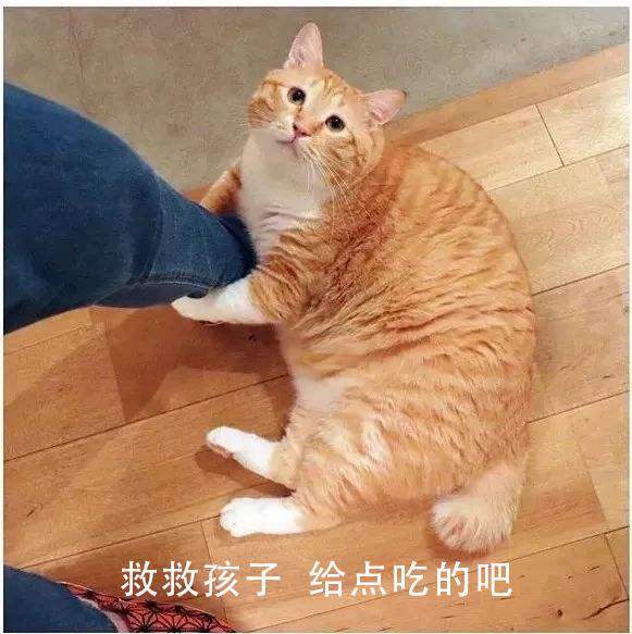 当明日之后加入宠物猫？玩家表示来5只，就能让感染者变身成猫奴