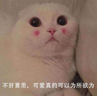 当明日之后加入宠物猫？玩家表示来5只，就能让感染者变身成猫奴