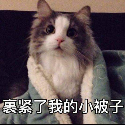 当明日之后加入宠物猫？玩家表示来5只，就能让感染者变身成猫奴