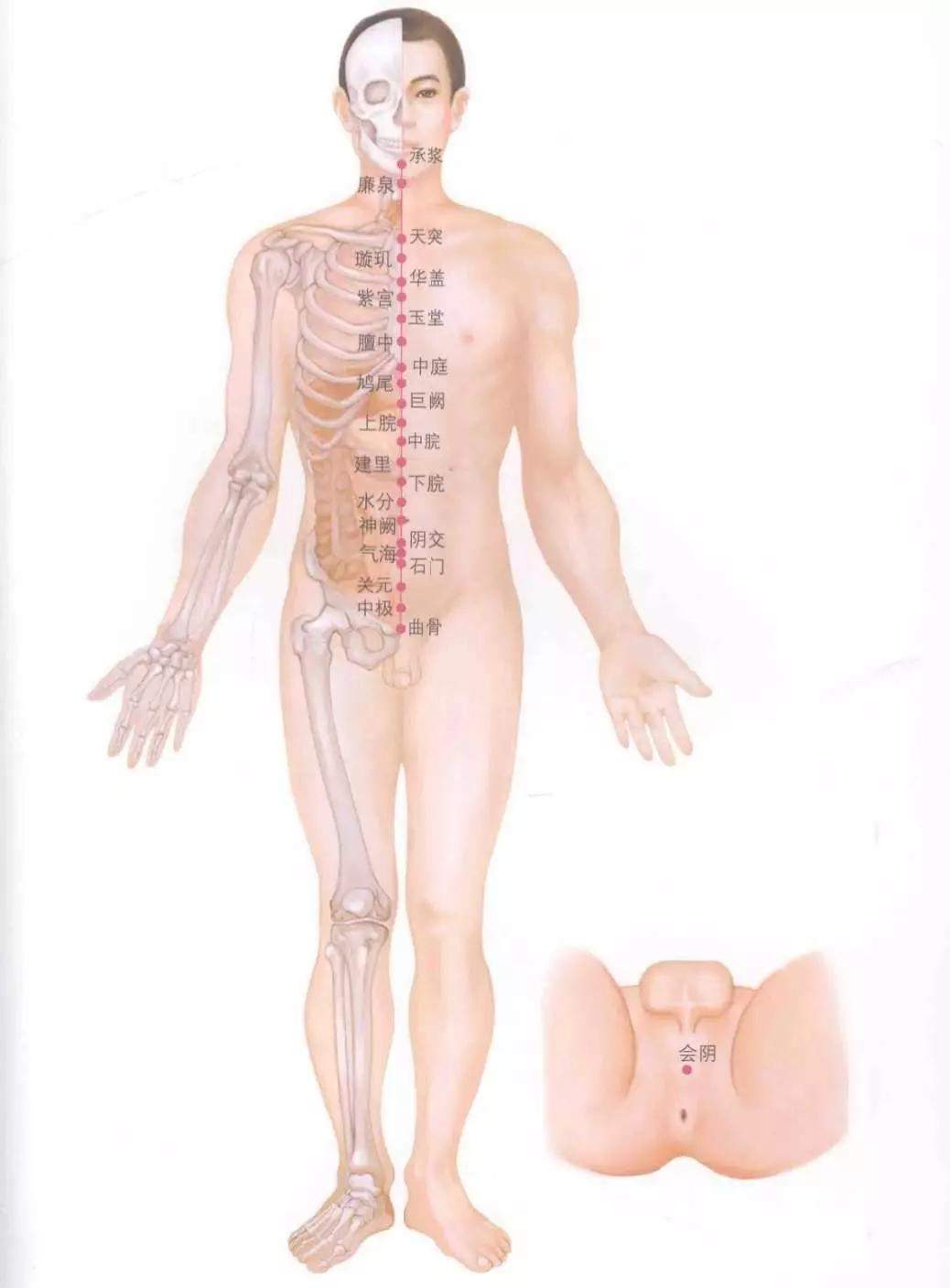 人体十四经络图谱、速记歌诀！快学起来！