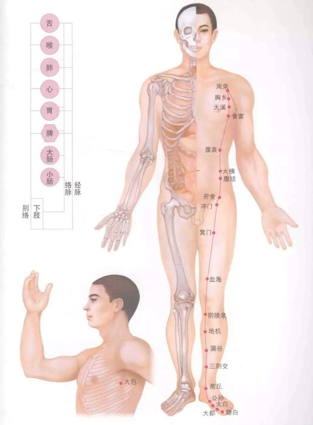 人体十四经络图谱、速记歌诀！快学起来！