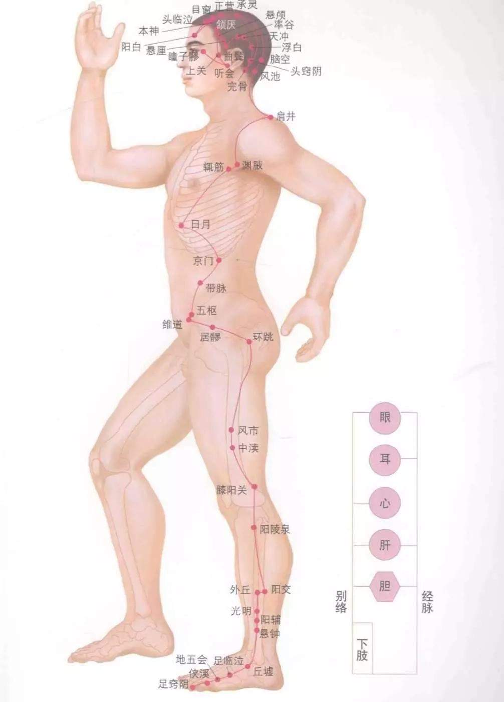 人体十四经络图谱、速记歌诀！快学起来！