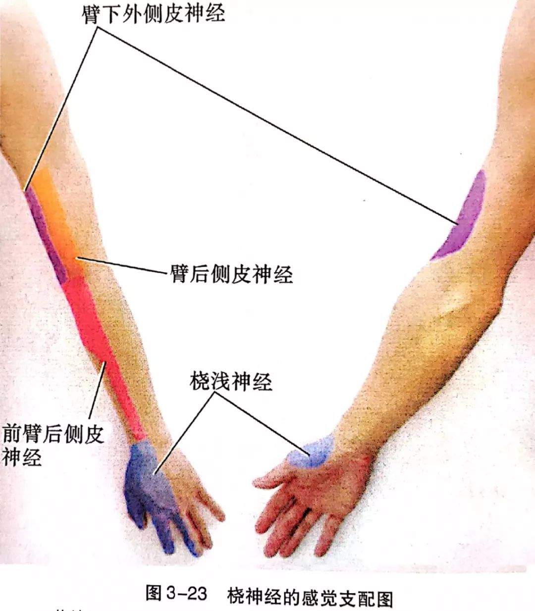 桡神经卡压的解剖学分析与查体及治疗定点