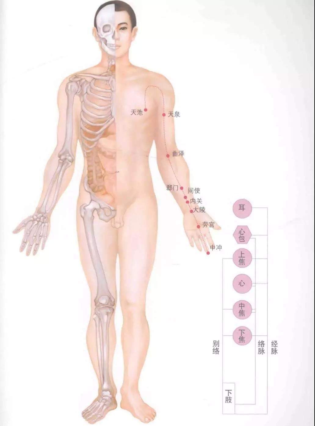 人体十四经络图谱、速记歌诀！快学起来！