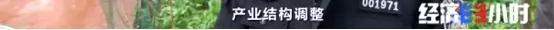 一只鸡卖138元还供不应求！“鸡司令”带领500多人脱贫！啥秘诀？