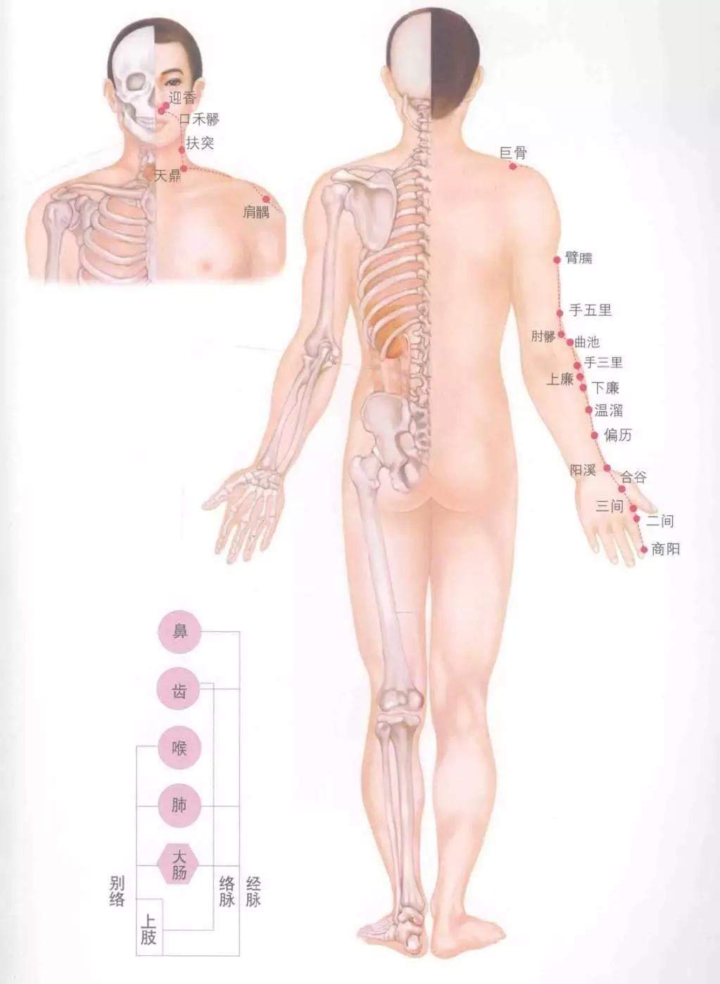 人体十四经络图谱、速记歌诀！快学起来！