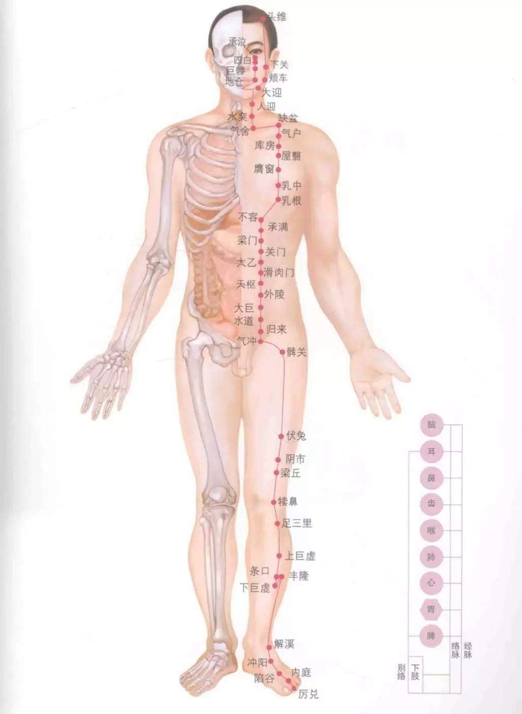 人体十四经络图谱、速记歌诀！快学起来！